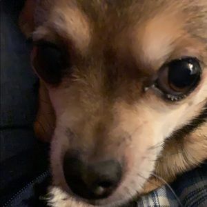 Meet your Posher, Sandy